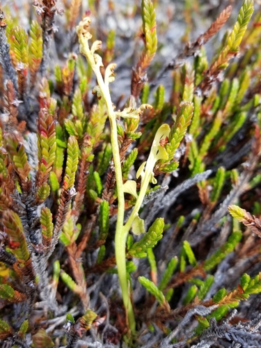 Spathulate botrychium (Botrychium spathulatum)