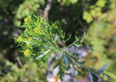Ajania pallasiana