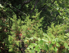 Juniperus rigida