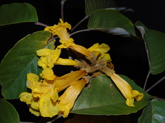 Handroanthus ochraceus