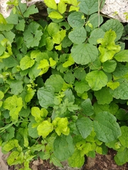 Clematis heracleifolia