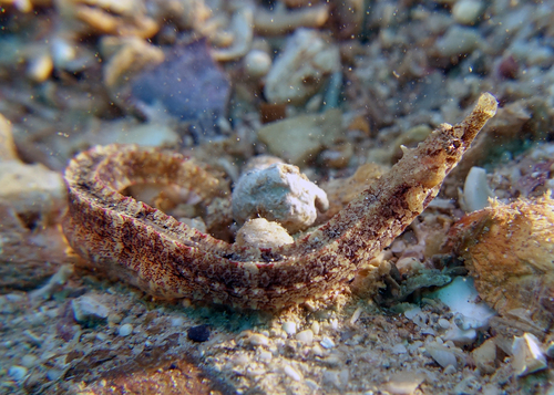 Dubbeldoorn-zeenaald (Phoxocampus diacanthus) — Syngnathidae