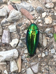 Sternocera