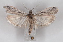 Myelopsis alatella