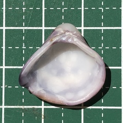 Mactra quadrangularis