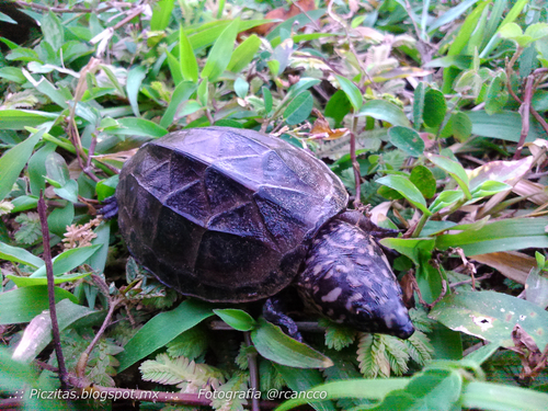 Mexican Giant Musk Turtle