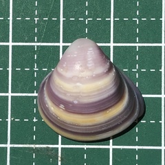 Mactra quadrangularis