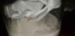 Pseudoedophrys hilleri