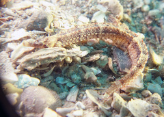 Phoxocampus diacanthus