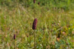 Sanguisorba officinalis
