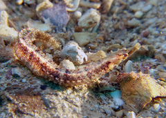 Phoxocampus diacanthus