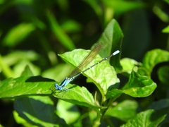 Argia rhoadsi