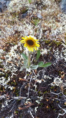 Tephroseris lindstroemii