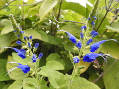 Salvia macrophylla