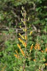 Macranthera flammea