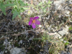 Phemeranthus calcaricus