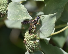 Myzinum carolinianum