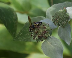 Myzinum carolinianum