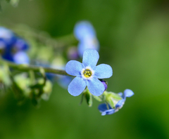 Hackelia velutina