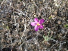 Phemeranthus calcaricus