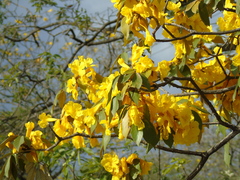 Handroanthus ochraceus
