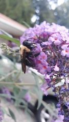 Xylocopa virginica