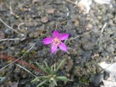 Phemeranthus calcaricus