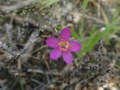 Phemeranthus calcaricus