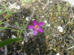 Phemeranthus calcaricus