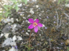 Phemeranthus calcaricus