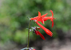 Ipomopsis aggregata aggregata