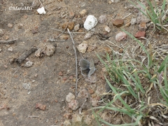 Cupido comyntas texana