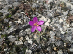 Phemeranthus calcaricus