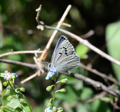 Icaricia icarioides montis