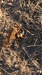 Sphecius