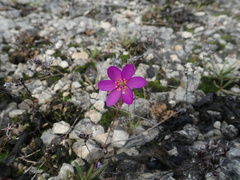 Phemeranthus calcaricus