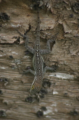 Anolis leachii