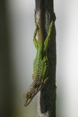 Anolis leachii