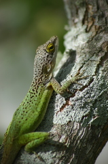 Anolis leachii