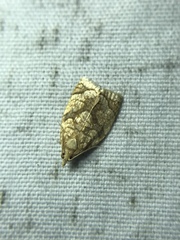 Sparganothis sulfureana