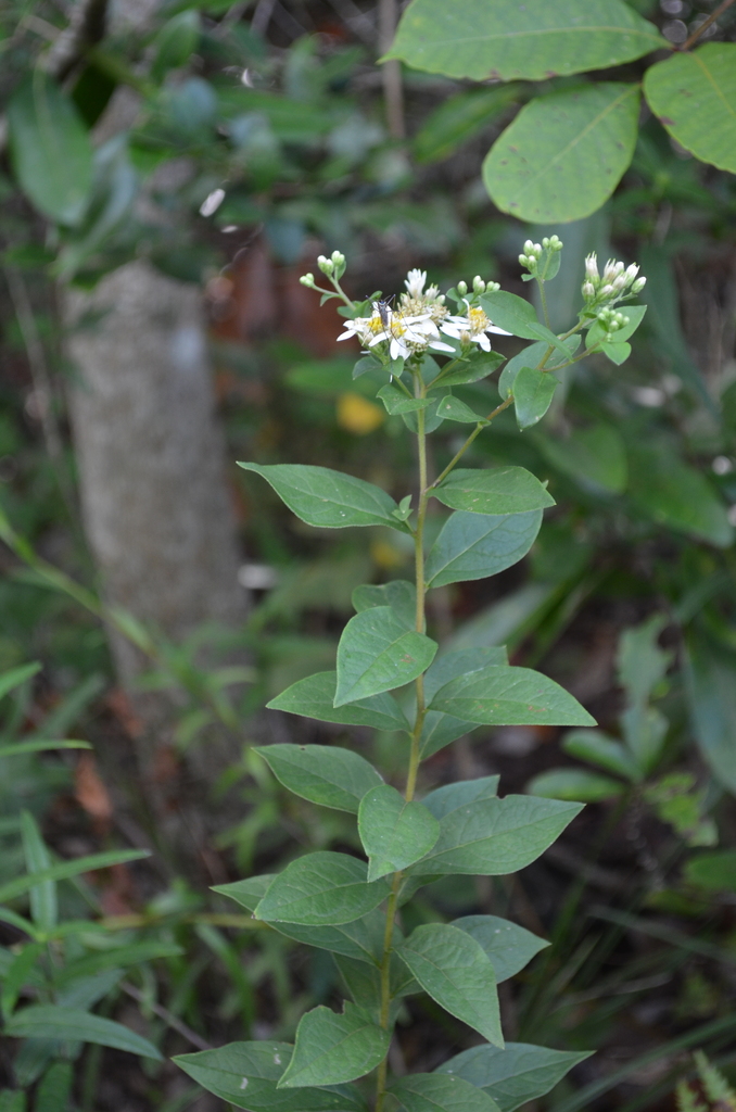 Toxorhynchites rutilus septentrionalis from Cole Road near tributary to