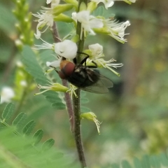Cochliomyia