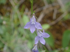 Lobelia gattingeri