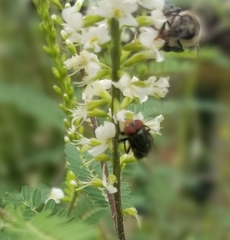 Cochliomyia