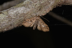 Hydriris chalybitis