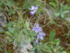 Lobelia gattingeri