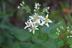 Doellingeria sericocarpoides