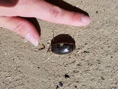 Dytiscus circumcinctus