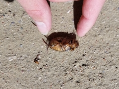 Dytiscus circumcinctus