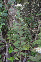 Doellingeria sericocarpoides